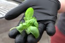 Elizabeth Agee, microgreen manager at Pocono Organics, holds basil microgreens.