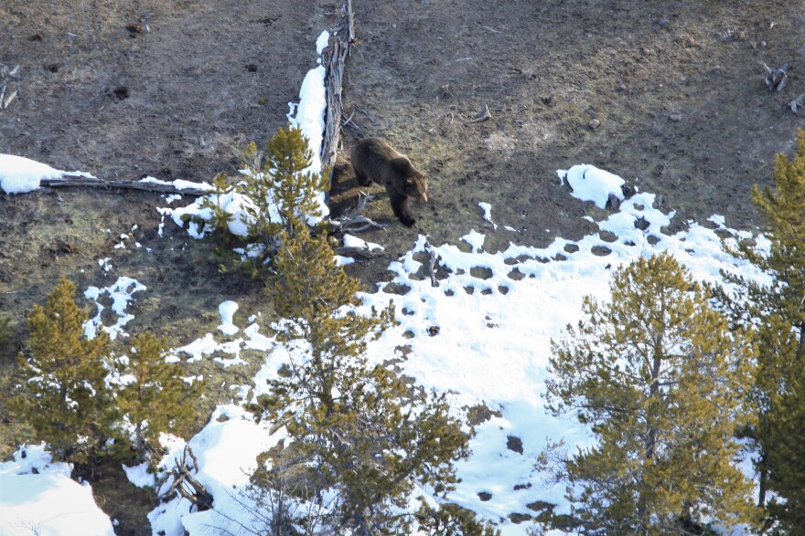 The first grizzly bear sighted in Yellowstone in 2020.