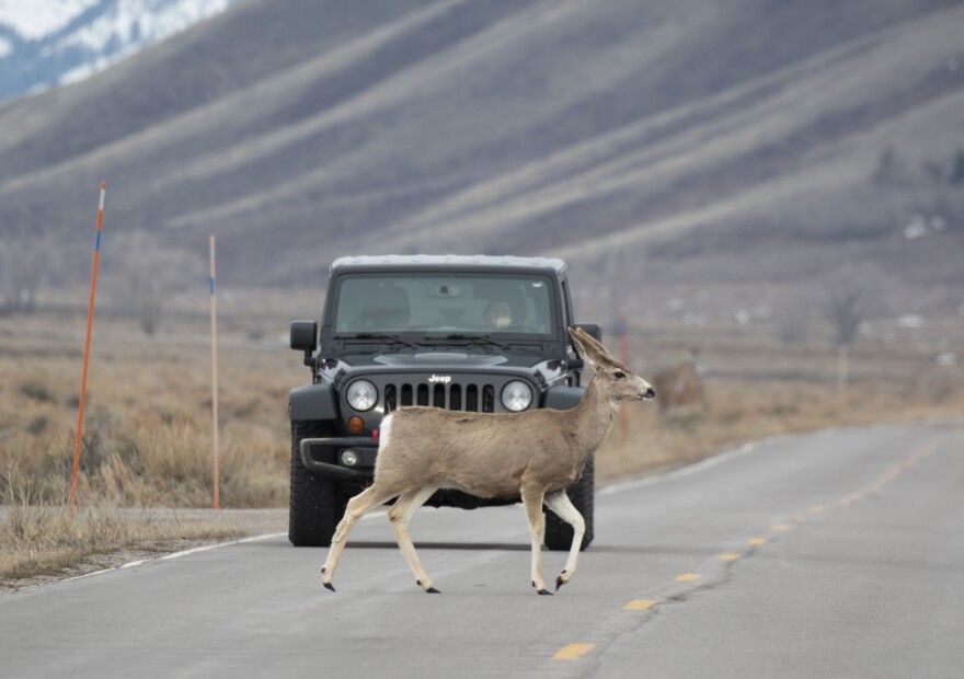  Deer in the road in front of a Jeep Wrangler.