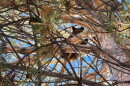 During fall, bears enter hyperphagia, the period where they prepare for winter