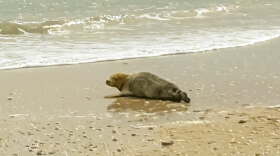 Those that encounter a seal on the beach are asked to prioritize safety and the animal's well-being by maintaining a distance of at least 50 yards and minimizing disturbance.