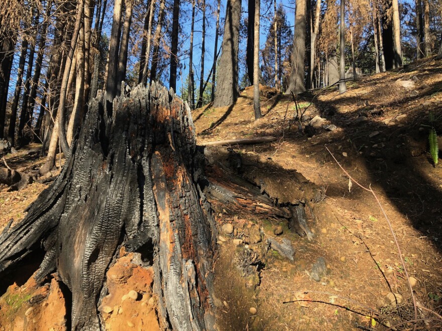 Burned trees in Blue River
