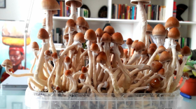 These psilocybin mushrooms, which contain the hallucinogenic psilocybin, were grown by Dana Saxon in the Netherlands. She used the mind-altering properties of the mushrooms to help treat her depression.