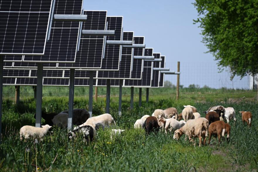 Sheep grazing around the solar panels. (Chris Bentley/Here & Now)