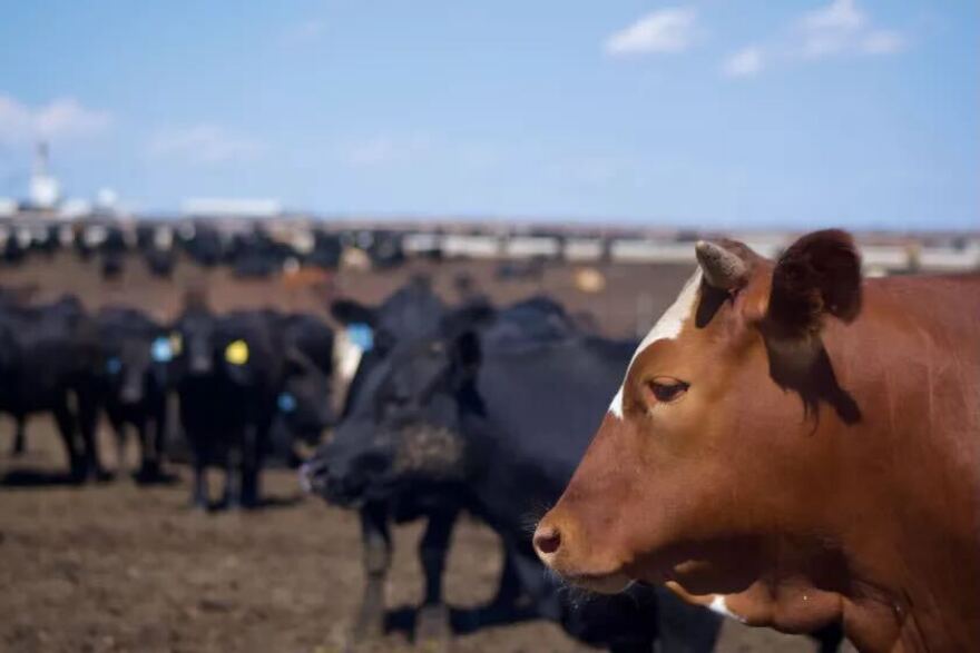 Cattle stand at a feedlot run by Irsik and Doll near Garden City. The feedlot can hold up to 70,000 head of cattle.