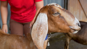 West Place Animal Sanctuary rescues injured and abused farm animals.