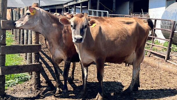 Two brown cows stand on dirt. One looks at the camera; the other is facing out to the field, or perhaps towards a group of calves inside a barn.