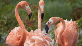 American flamingos gather in their exhibit space at Zoo Miami om July 15, 2016. (Wilfredo Lee/AP)