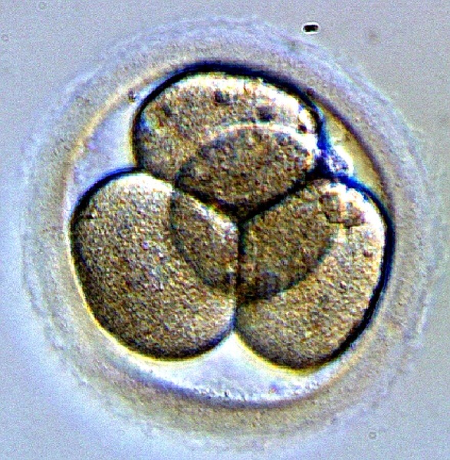 Scientists wondered if embryos had an immune response even before they developed an immune system