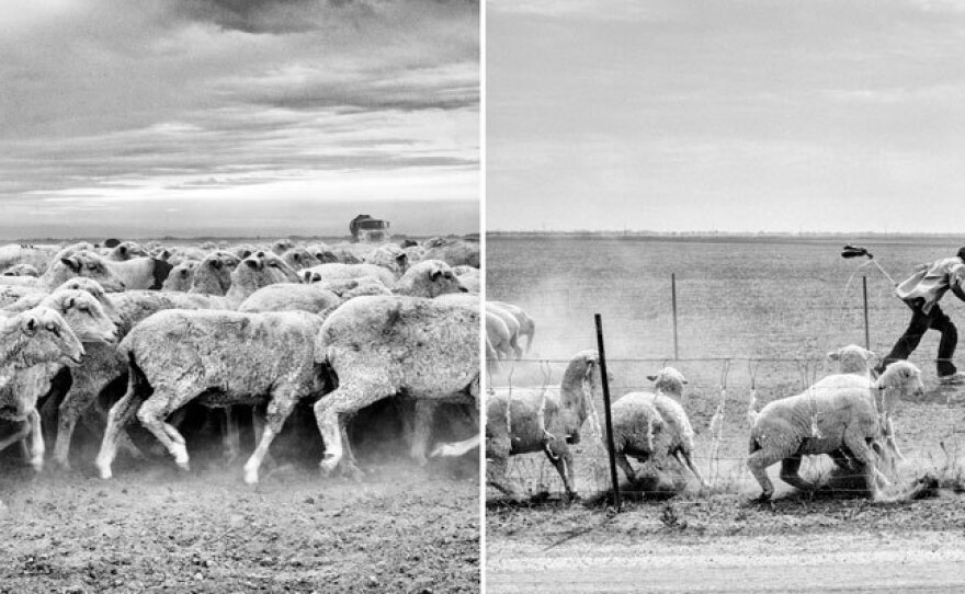 Sheep in a denuded wheat field, Mendota, Calif.