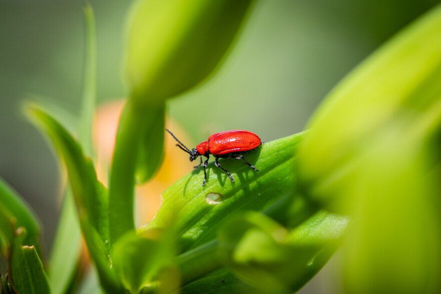 Bright red scarlet lily beetle on a defoliated leaf 