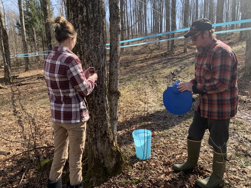 SUNY ESF maple syrup tapping continues into early April | WAER