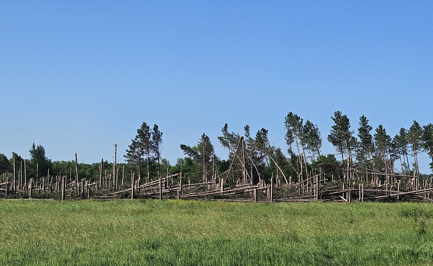 Becida DNR oversees salvage logging in Bemidji's storm-struck state lands | KAXE