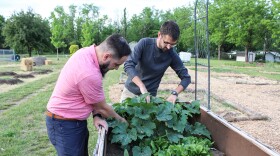 Garden caretakers Donavan Lawrence and Michael Champlin look over vegetables at the St. Andrew's Episcopal Church community garden in Derby. Raised beds are available for individuals with mobility issues.