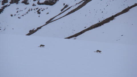 Snow leopards frolic on snowy terrain. (Courtesy of Kulbhushansingh Suryawanshi)