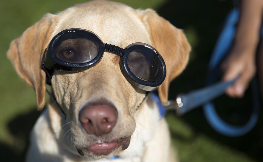 Simon, a yellow lab, wears a pair of "Doggles," on Monday, August 21, 2017, at Gas Works Park during the solar eclipse in Seattle. KUOW Photo/Megan Farmer
