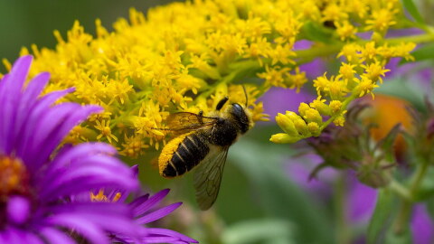 A bee native to Colorado gathers pollen on yellow, purple, and orange flowers
