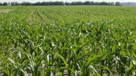 This June 13, 2007, photo shows corn being grown to produce ethanol, in a field in London, Ohio. In the world of greenhouse gas emissions, carbon dioxide gets most of the blame. But tiny organisms that flourish in the world's farm fields emit a far more potent gas, nitrous oxide, and scientists have long sought a way to address it.