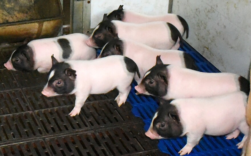 The genetically modified low-fat piglets