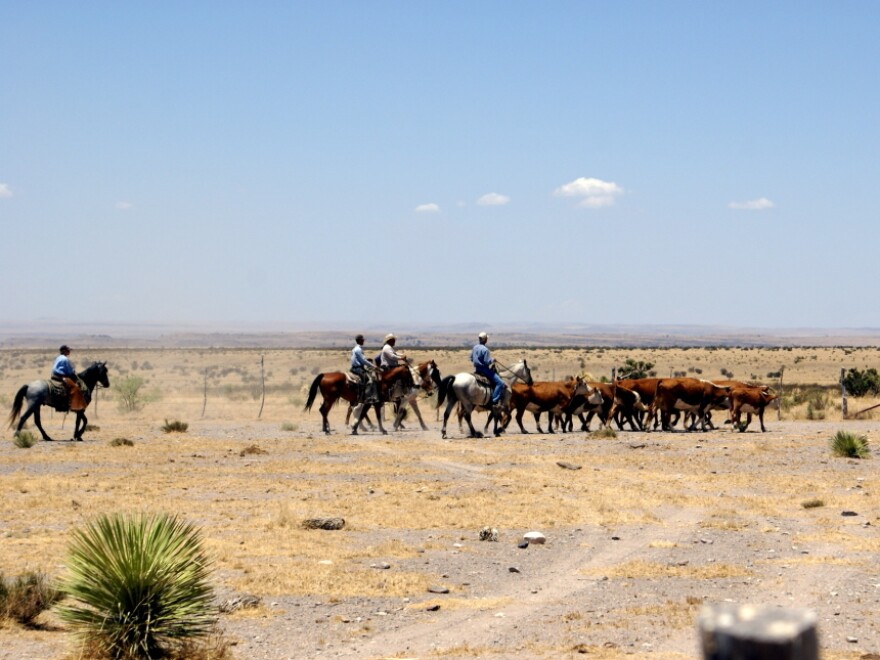 Cowboys on the MacGuire Ranch, where <em>There Will Be Blood</em> was filmed, drive Hereford cattle to the shipping pens.