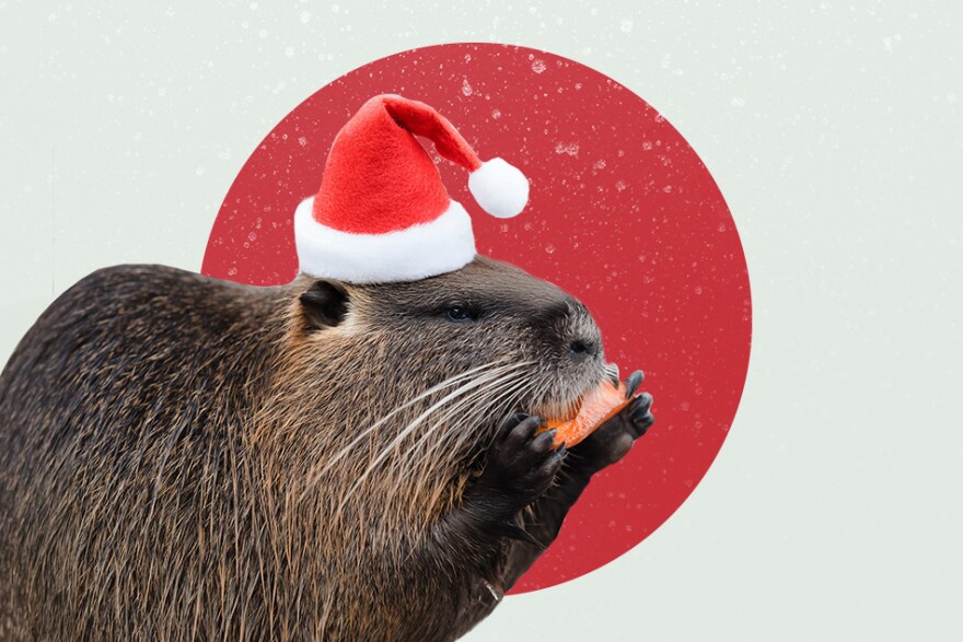 A beaver wearing a santa hat chews on a piece of salmon