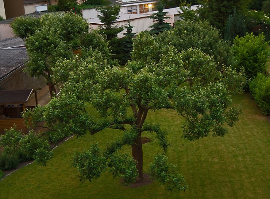 tree_in_evening.jpg