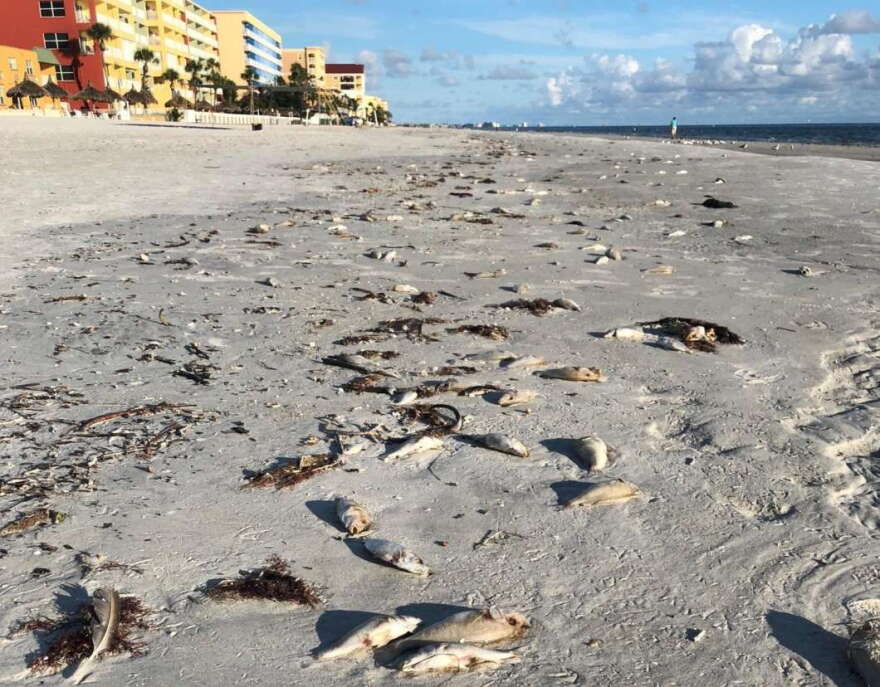 Red tide has hit southwest Florida beaches. Photo: Flickr Creative Commons