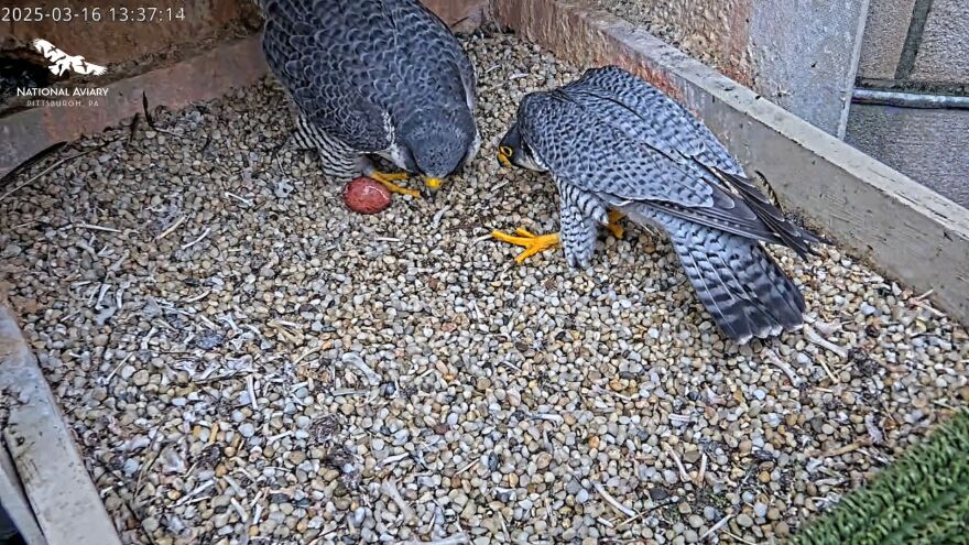 Two adult falcons stand over a reddish egg.
