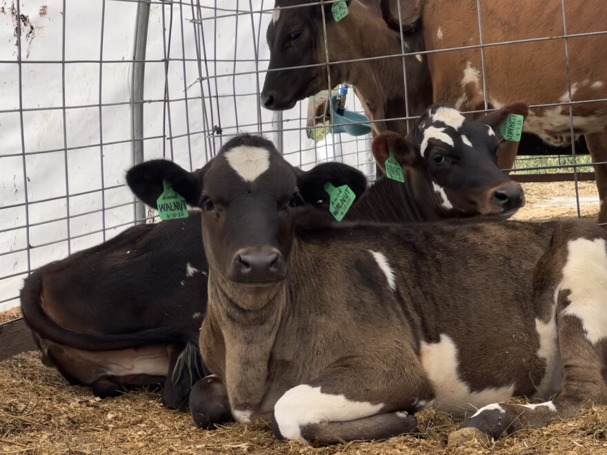 Young cows rest in the shade at Milkhouse Farms in Monmouth on Sept. 8, 2025.