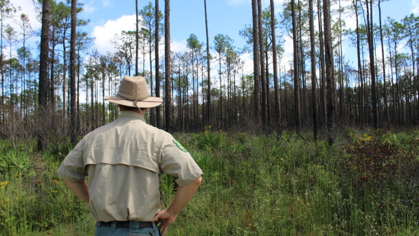 Florida Forest Service supervisor Logan Deuel saw an “apocalyptic wall of fire” when he pulled his pickup into a burning portion of the Goethe State Forest in April. Today, it’s unrecognizable. (Rose Schnabel/WUFT News