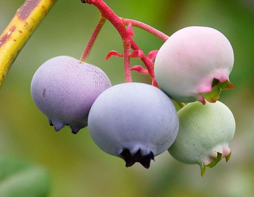 Blueberry Plant (Credit: Chuck Grimmett; Flickr)