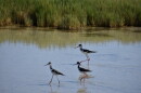 Three small black and white birds wade in Great Salt Lake. 