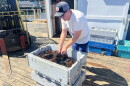Curt Brown, owner of Bold Coast Seafood in Prospect Harbor, examines a crate of freshly-caught lobster.