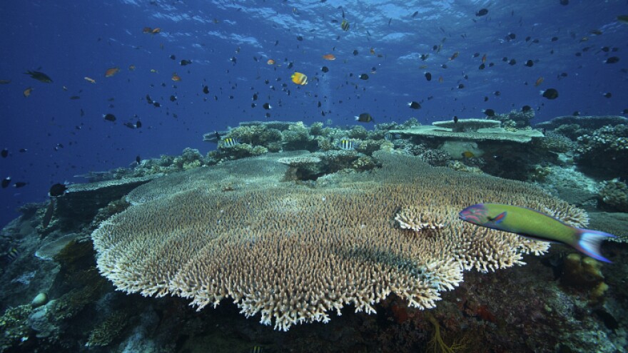 This type of staghorn coral (<em data-stringify-type="italic">Acropora pulchra</em>)<em data-stringify-type="italic"> </em>appeared to benefit from the presence of sea cucumbers (<em data-stringify-type="italic">Holothuria</em> <em data-stringify-type="italic">atra</em>), a new study finds.