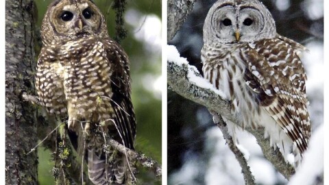 This combination of 2003 and 2006 photos shows a northern spotted owl, left, in the Deschutes National Forest near Camp Sherman, Ore., and a barred owl in East Burke, Vt.