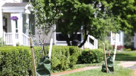 Newly planted Allegheny serviceberry and a native cherry tree line East Street in Fairport. The village is replacing removed trees with native species to reflect the ecosystem.