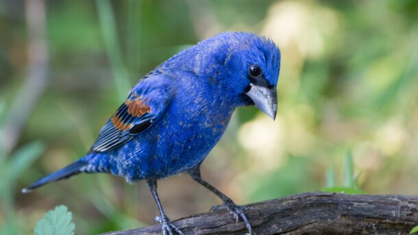 Blue Grosbeak