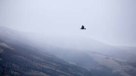 Nëmkis and his sister Mnotagwzékwé were released near White Sulphur Springs, Montana, in October 2025.
