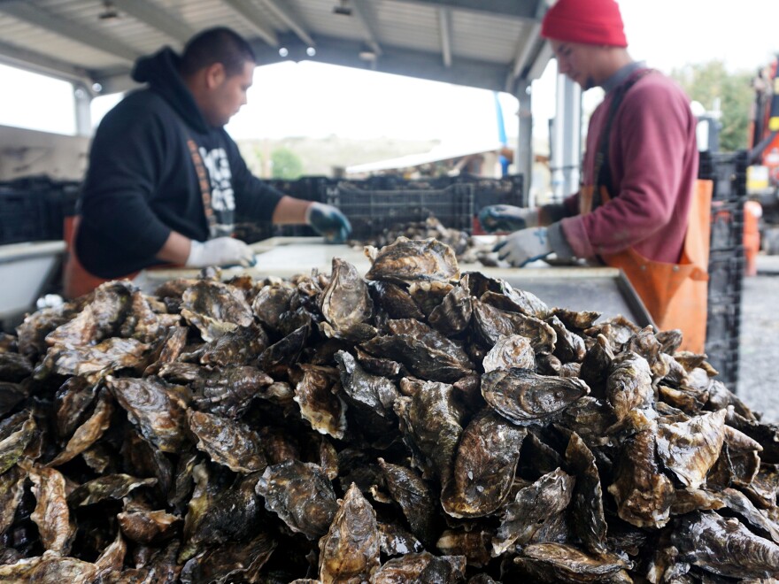 Workers sort fresh oysters at Hog Island Oyster Company near Tomales Bay, north of San Francisco.