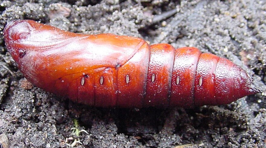 A Moth Pupa With No Cocoon South Carolina Public Radio Download in under 30 seconds. a moth pupa with no cocoon south