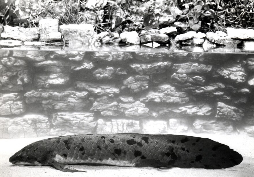 Australian lungfish, "Granddad," circa 1933-1934