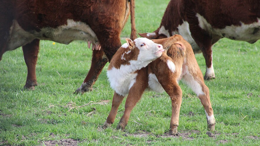 Ivermectin is sold most commonly in feed stores for large animals and for household pets.