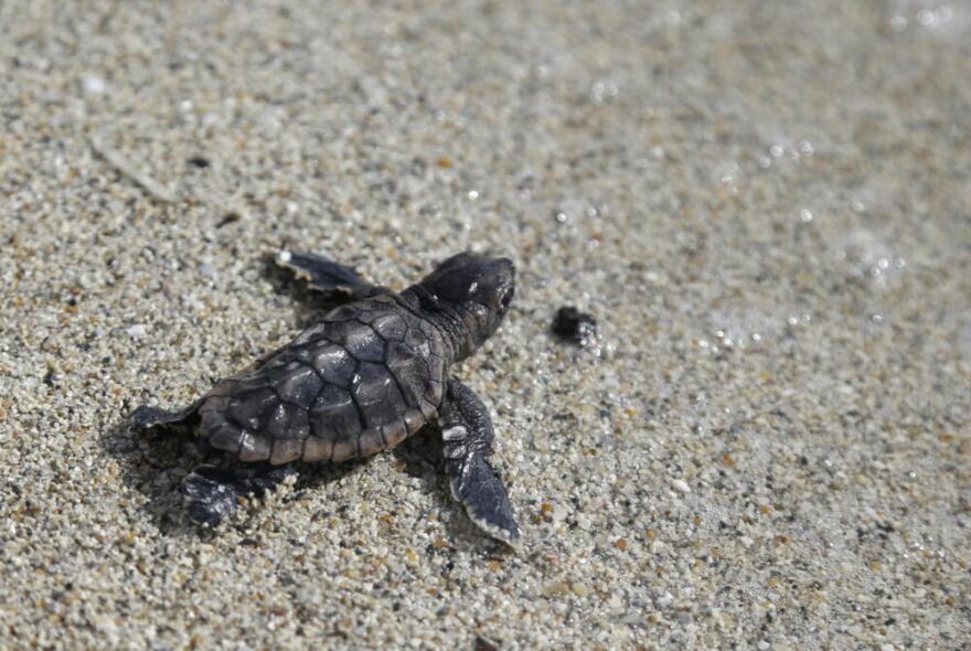 A loggerhead sea turtle hatchling makes its way into the ocean along Haulover Beach in Miami. (Lynne Sladky/AP)