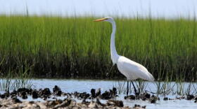 North Carolina features one of the largest estuarine systems in the country. These critical environments serve as nursery grounds for coastal wildlife and act as natural buffers against severe storms.