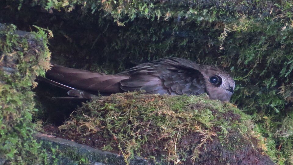 A black swift in its cliffside nest. These birds nest near waterfalls among the moss in rocky overhangs. The black swift population has dropped by half over the last 50 years.