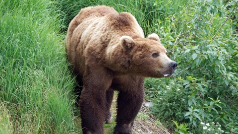 A brown bear.
