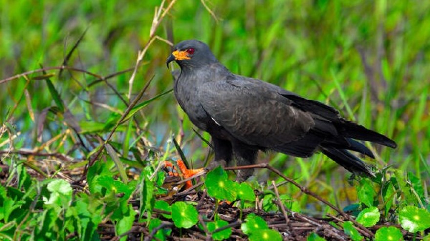 black bird sitting in grass