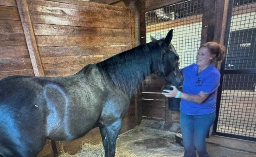 Anne Goerne says horses feed your soul.