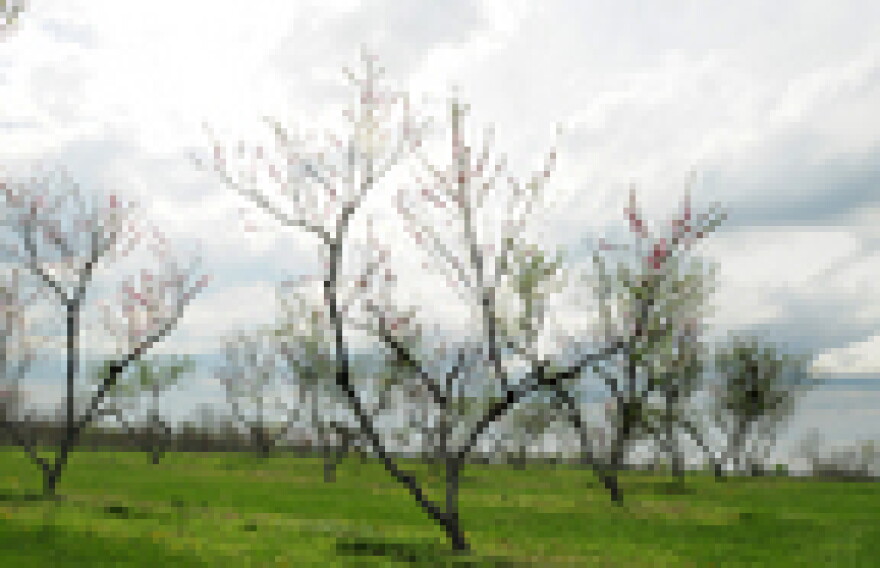 A peach tree is in bloom at the Kentucky State University Research Farm. According to Adam Watson with the Kentucky Department of Agriculture, fruit trees are typically at the mercy of the weather.