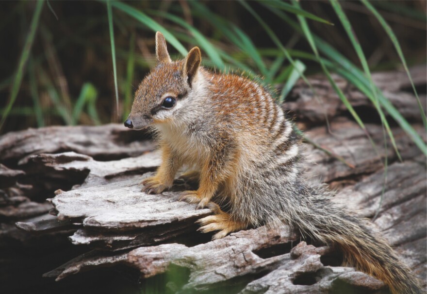 The Perth Zoo's numbats have produced 25 babies this year — a new record.